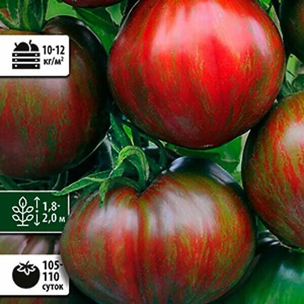 томат беркли тай дай пинк (). беркли тай дай. беркли тай дай хаат. томат тай беркли грин. томат тай дай хаат.