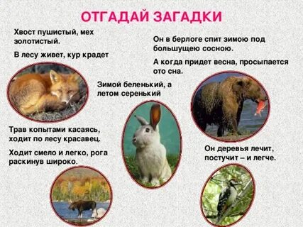 Поведение животных в разное время года