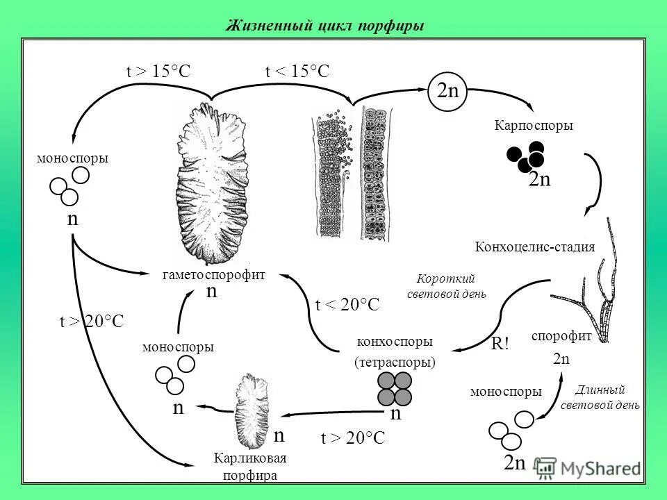 Порфира водоросль жизненный цикл. Жизненный цикл порфиры схема. Цикл развития порфиры схема. Цикл развития красных водорослей схема. Жизненный цикл порфиры.
