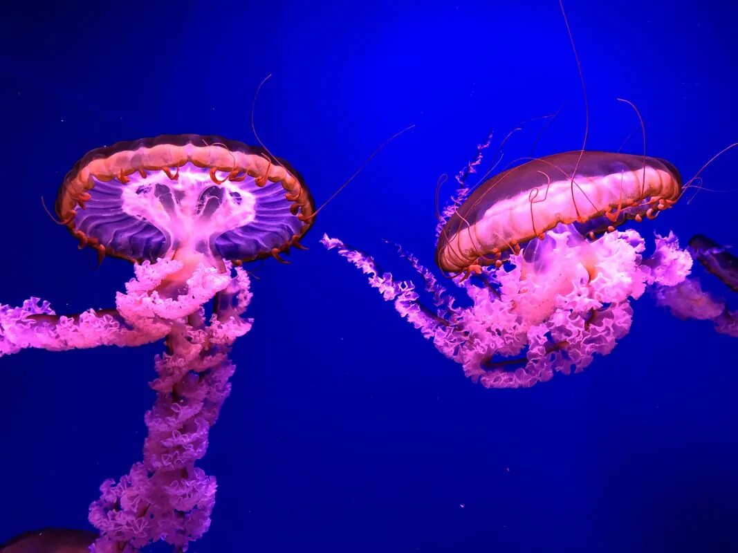 Бессмертие медуз. Медузы turritopsis dohrnii. Медузы в океанариуме москва. Музей медуз в москве. Медузы в москве.