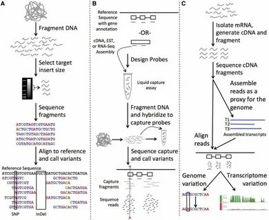 Plant gene