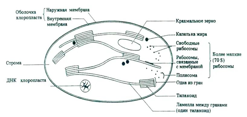 Хлоропласты имеют мембраны. Строение внутренней мембраны хлоропласта. Схема строения хлоропласта. Строение хлоропласта ЕГЭ. Строение внутренней мембраны хлоропласта схема.