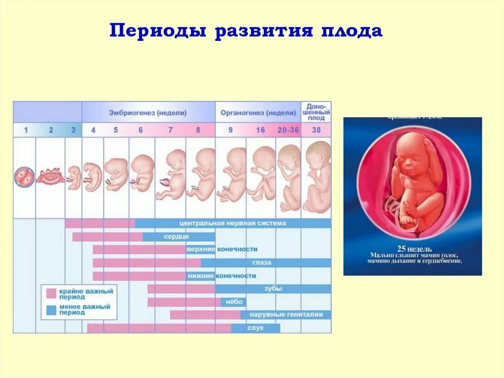 Внутриутробный период у человека длится. Периоды внутриутробного развития плода Акушерство. Внутриутробное развитие плода по неделям. Периоды развития плода схема. Сроки формирования плода.