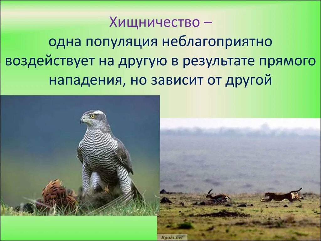 Хищничество в природе. Хищничество в популяции. Хищничество примеры. Хищничество это в биологии.