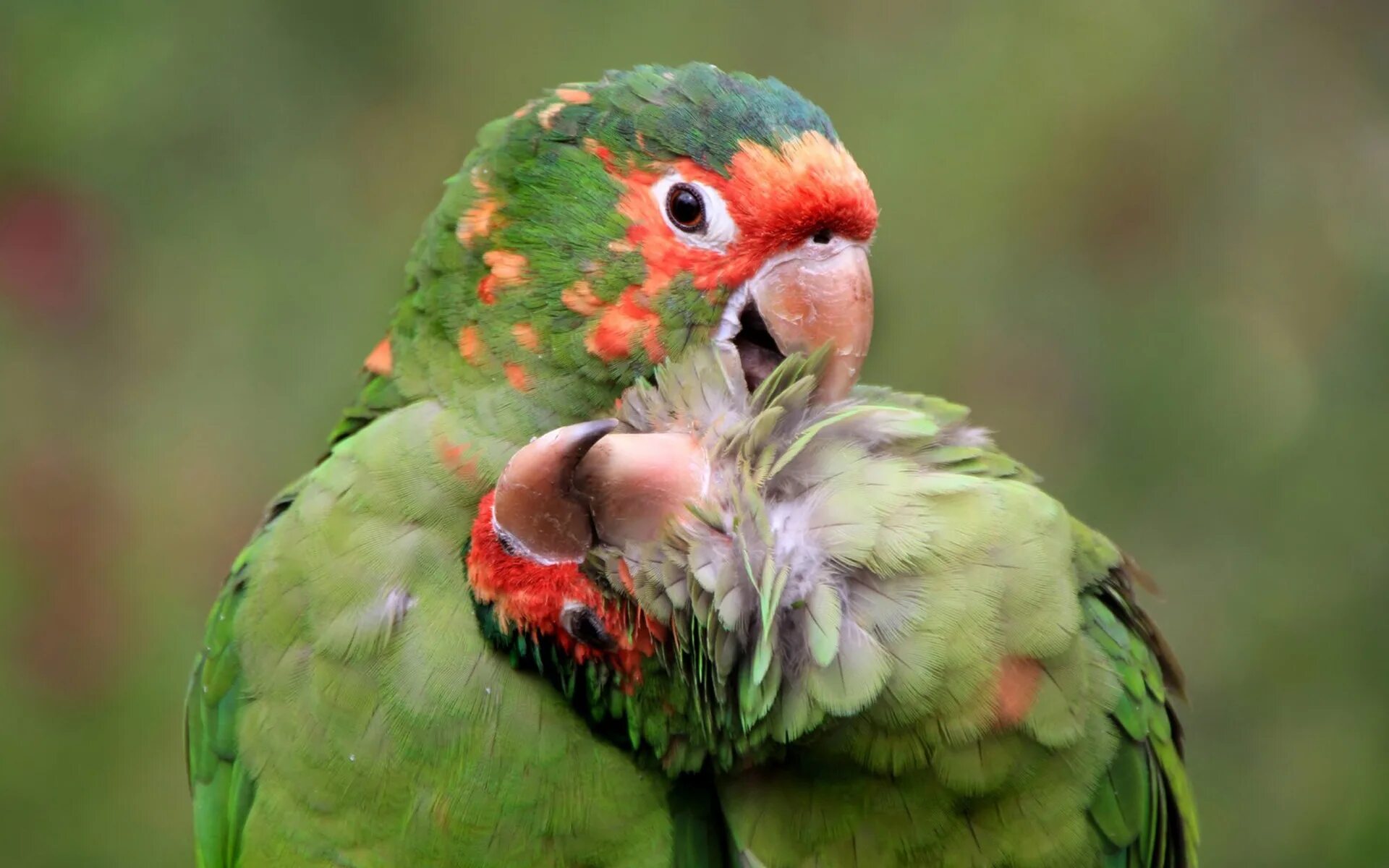 I ve parrot. Птицы попугаи. Красивые попугаи. Милый попугайчик. Смешные попугаи.