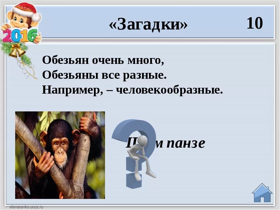 шимпанзе описание. информация о шимпанзе. энциклопедия статья об обезьянах. обезьяны. про обезьяну план 3 класс.