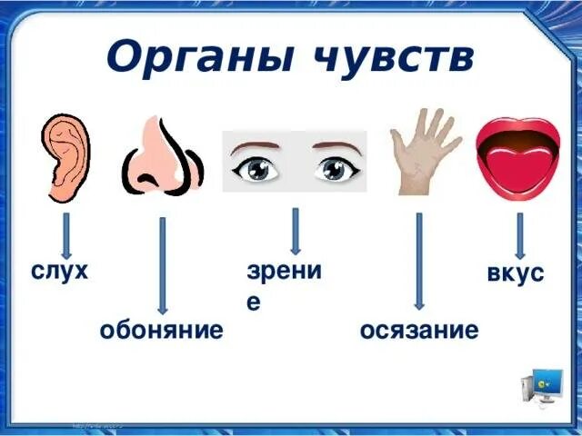 Осязание обоняние зрение слух. Органы чувств обоняние осязание. органы чувств зрения слуха обоняния вкуса осязания. чувства человека обоняние осязание зрение слух и. орган зрения орган слуха орган обоняния орган вкуса орган осязания.
