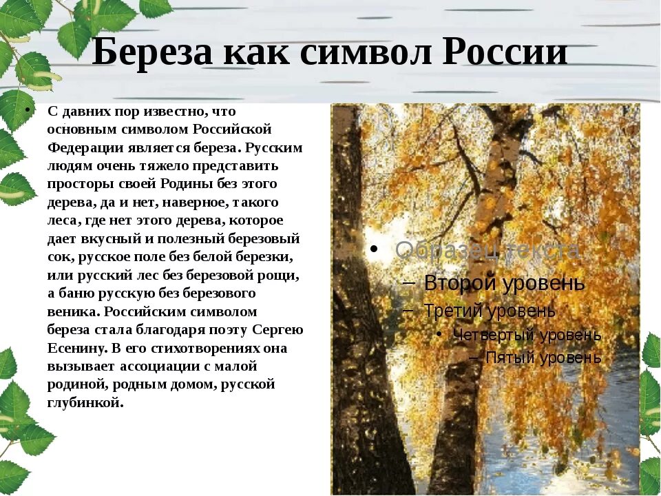 Стих про березу. Описание березы. Стихи о русской Березе. Береза символ России стих. Прокофьев береза стихотворение