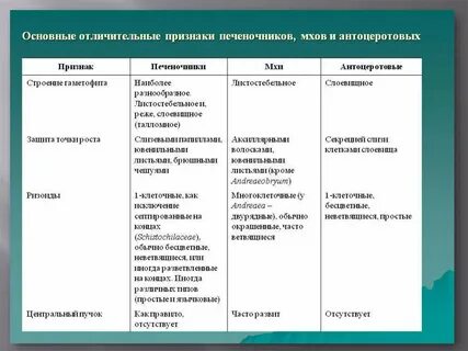 Сходство и различия плаунов и хвощей
