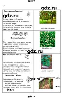 Биология 6 класс сивоглазов ответы на вопросы