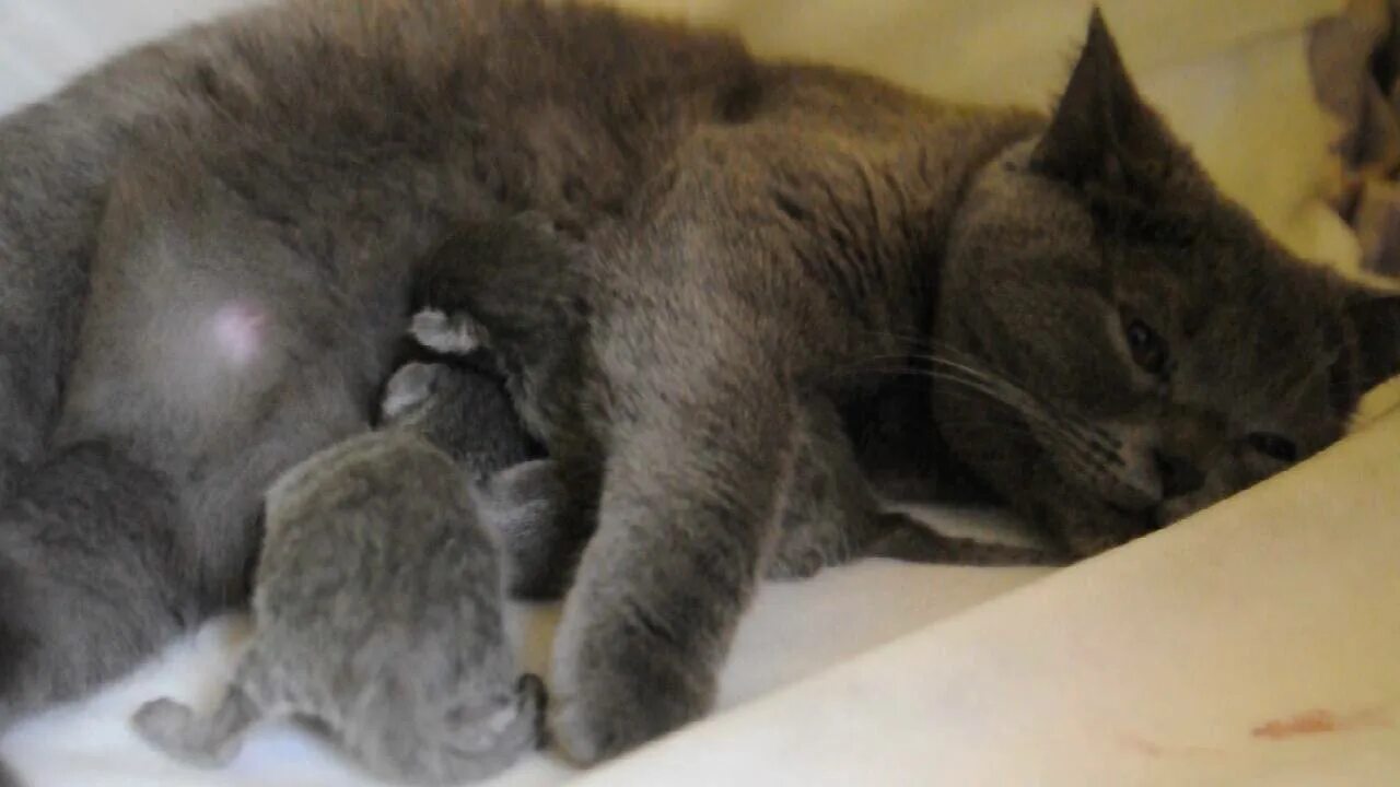Сколько раз кошка кормит котят. Британские котята с мамой. Кошка кормит котят. Британская кошка с котятами новорожденными. Британский кот с новорожденными котятами.