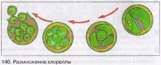 Размножение клеток водорослей. Бесполое размножение водорослей хлореллы. Хлорелла водоросль размножение. Бесполое размножение хлореллы. Половое размножение хлореллы.