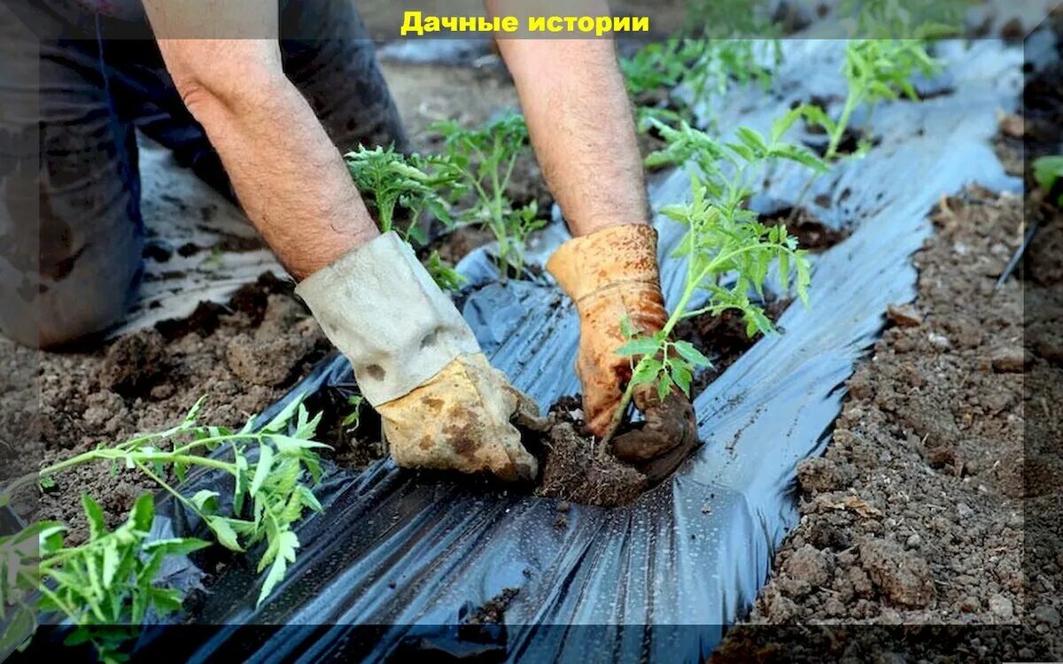 Рассада помидор в открытом грунте. Чем полить землю перед посадкой рассады помидор. Пикировка томатов как правильно делать. Помидоры высаживать. Посев семян на рассаду.