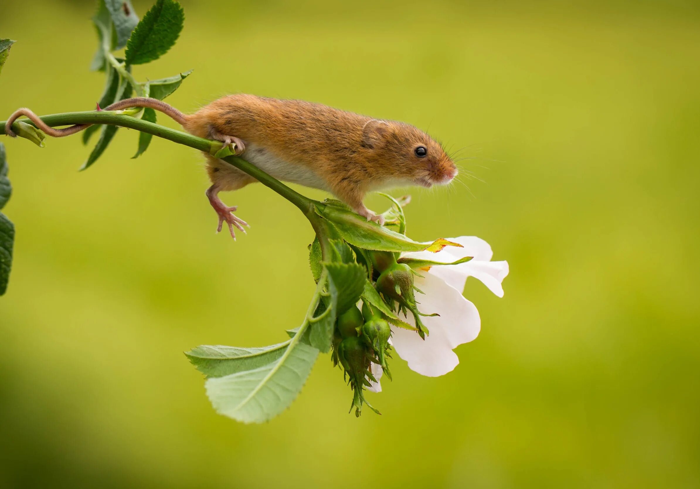 Мыши весной. Европейский мышь Малютка. Мышь Малютка в цветке. Мыши малютки в цветах. Мышь в цветах.