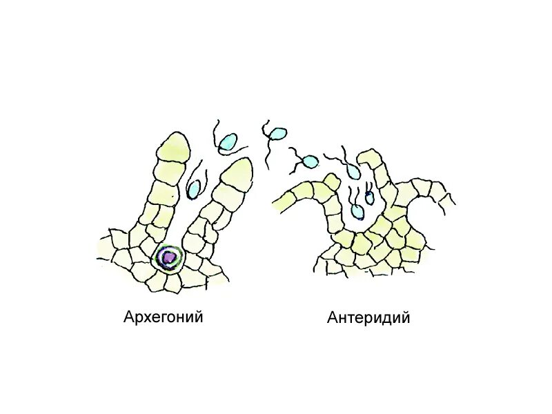 Деление клеток архегония. Архегонии и антеридии. Антеридий папоротника. Спорангии антеридии и архегонии. Антеридии и архегонии папоротника.