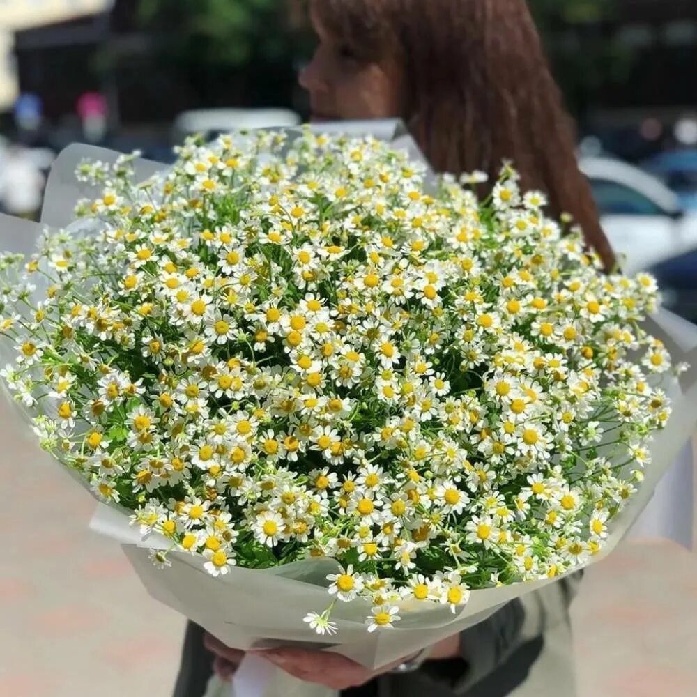 Букет кустовых ромашек. Ромашка кустовая. Букет из кустовой ромашки. Букет 101 ромашка. Танацетум ромашка кустовая.