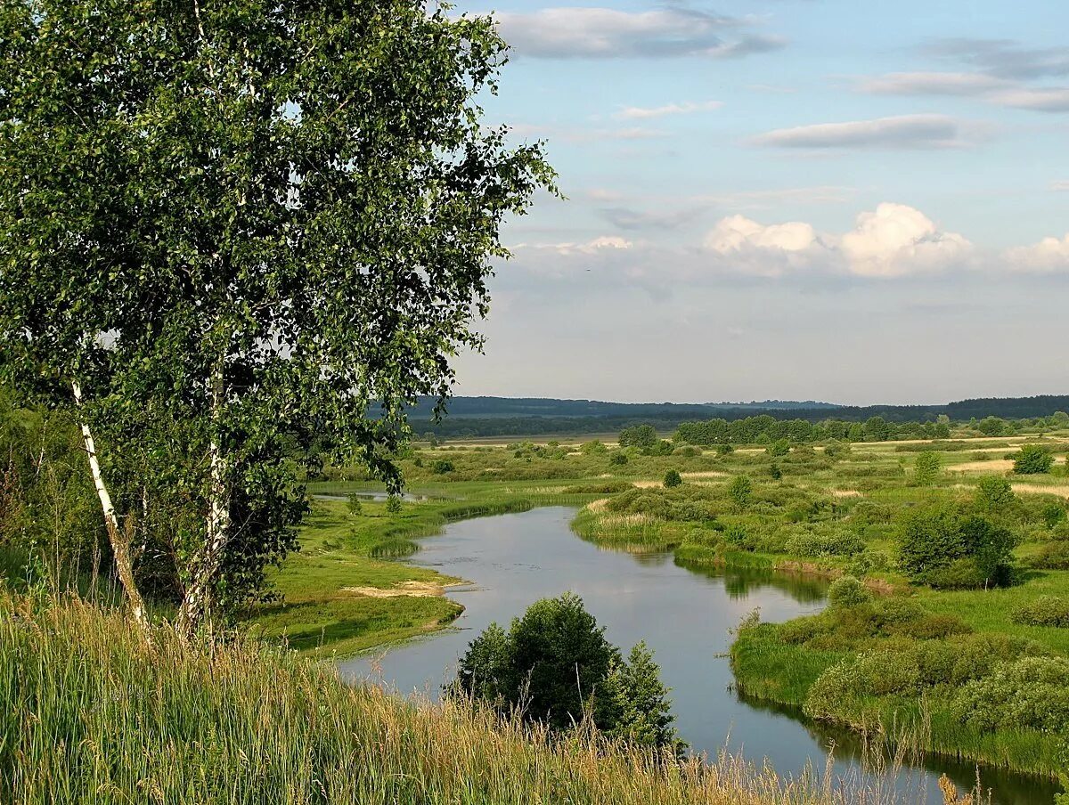 Родное коренное. Малая Родина Кировская область. Родной край Курск. Родной край Курская область. Курский лес рекой Сейм.