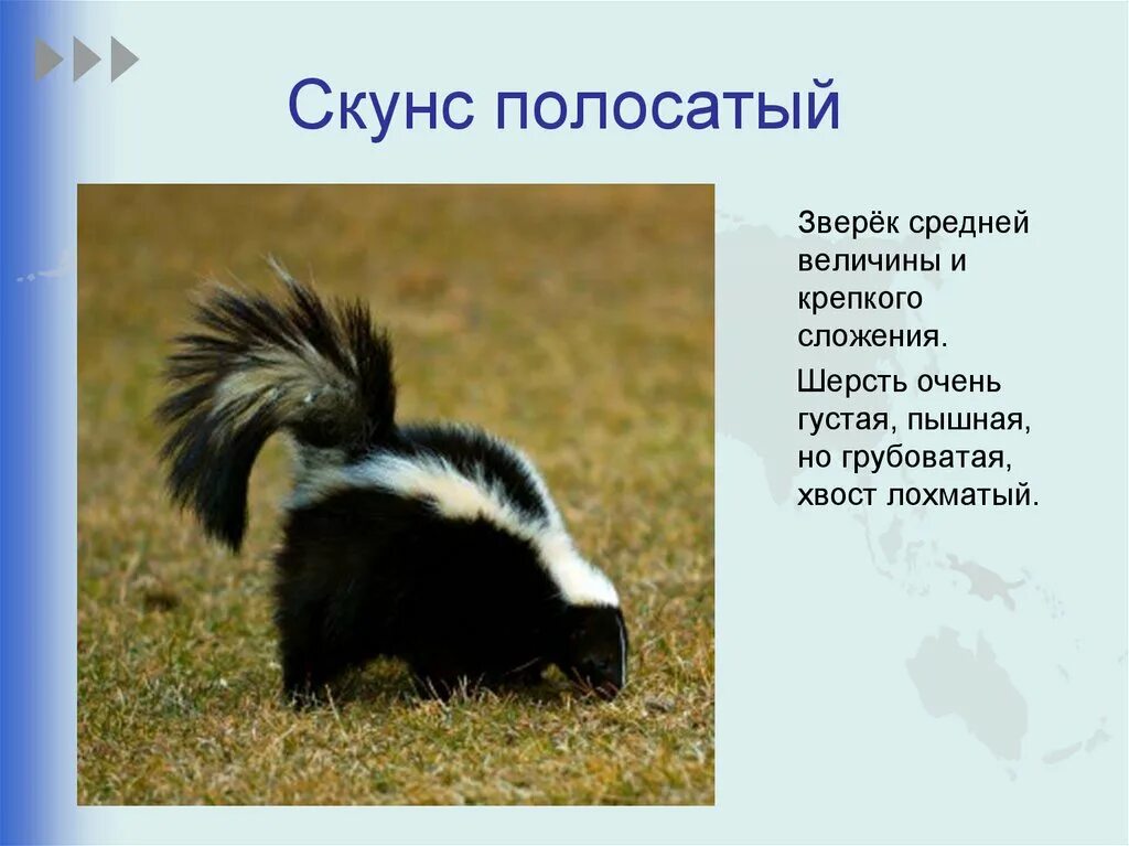 Где обитает скунс. Загадка про скунса. загадка про скунса для детей. скунс доклад. скунс для детей.