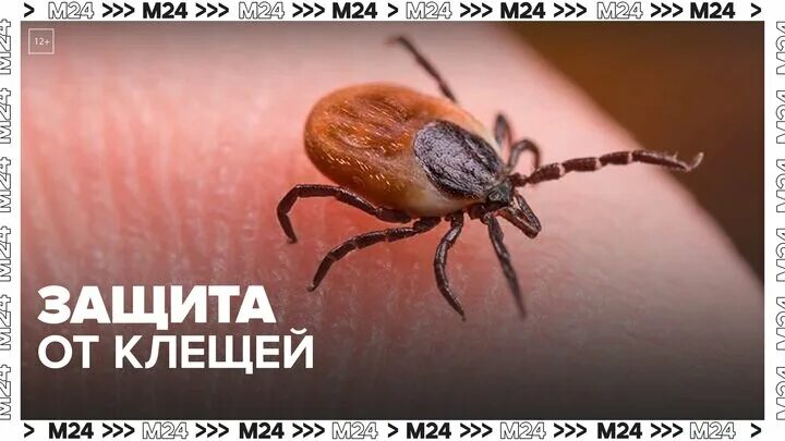 Клещи территория