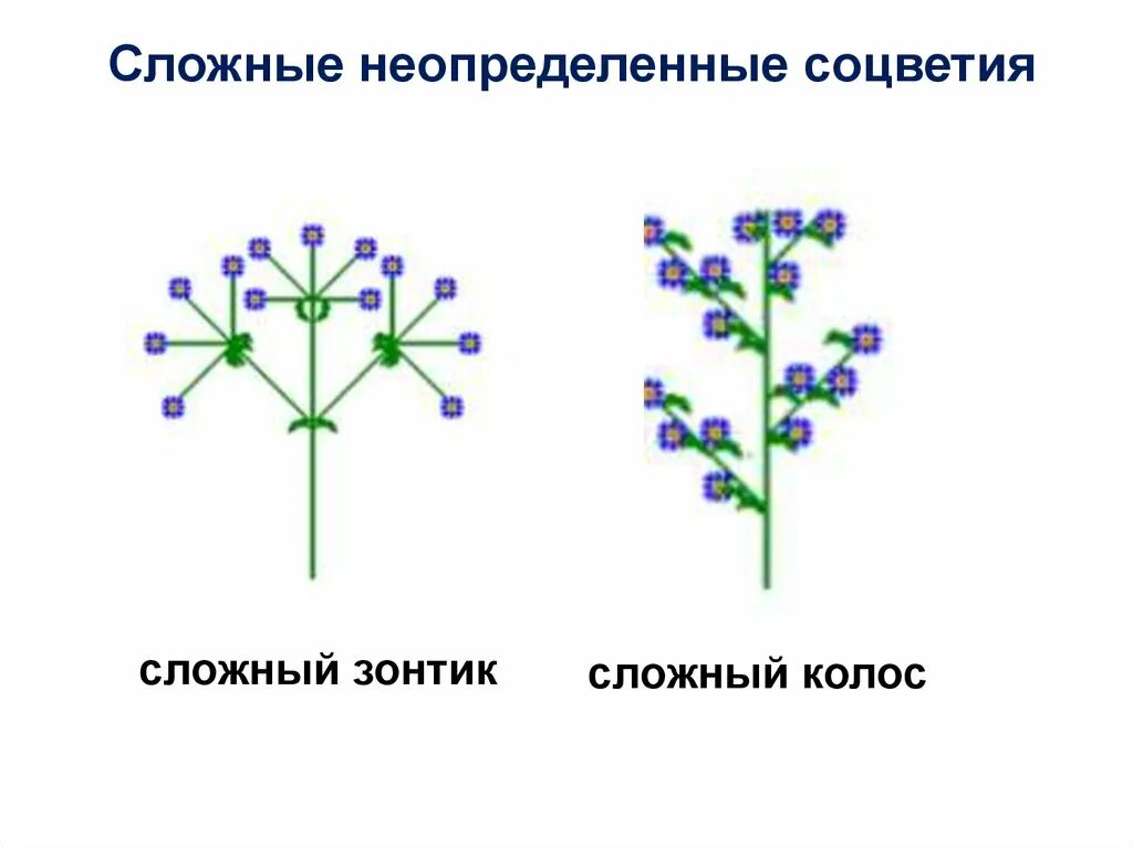 Соцветие сложный початок. Сложный щиток соцветие схема. Схема сложного соцветия. Соцветие сложный зонтик.