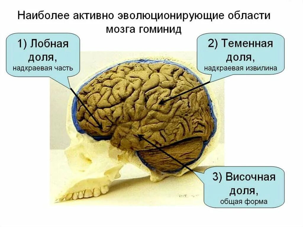 Эволюция головного мозга человека. Мозг обезьяны строение. Надкраевая извилина теменной доли. Мозг древнего человека и современного