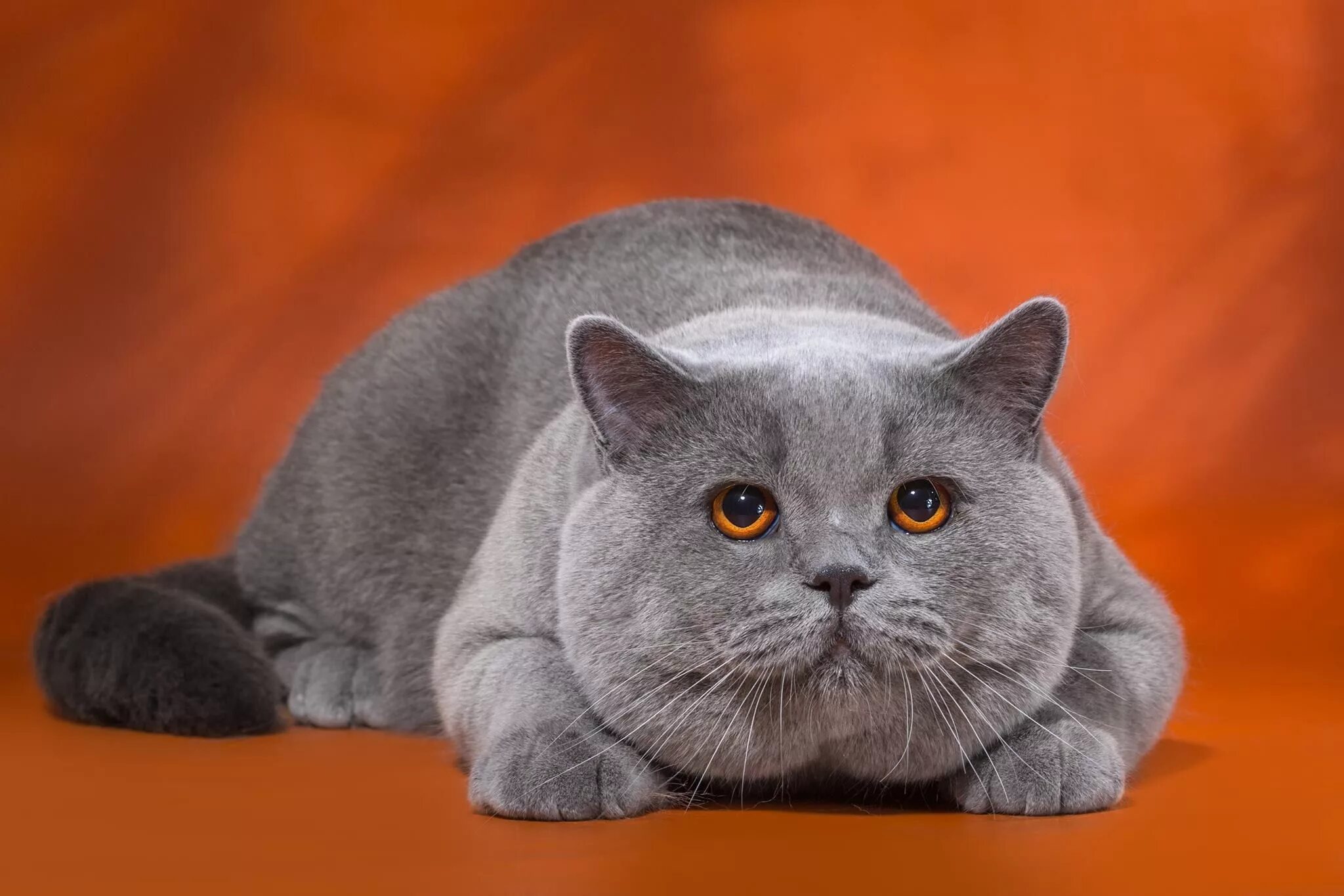 Britain cats. Британская короткошёрстная кошка. Витанская короткошёрстная кошка. Британский короткошерстный кот серый. Britain cats.