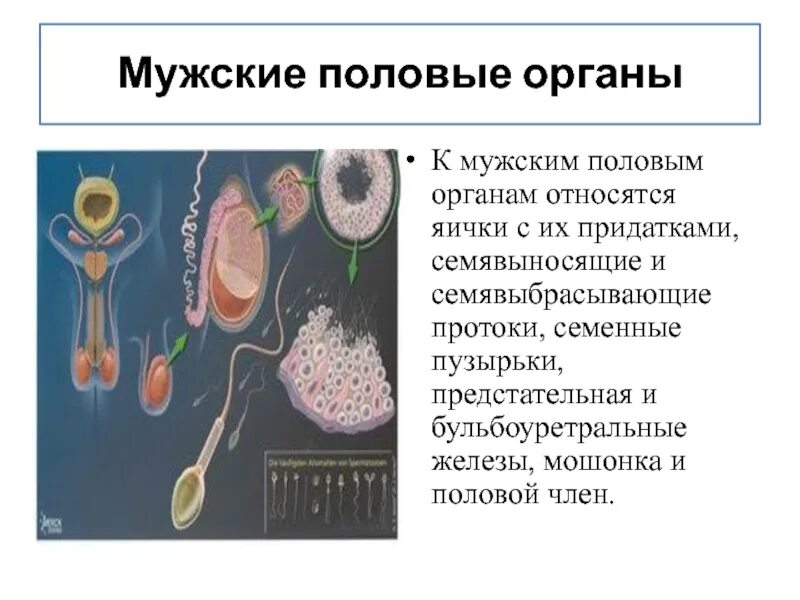 Простата семенники
