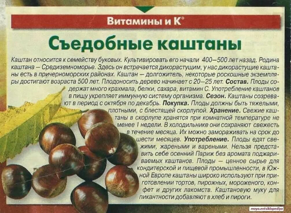 Семена гуараны. Каштан конский орех. Каштан орех съедобный. Каштан орех ядро. Каштан съедобный дерево.