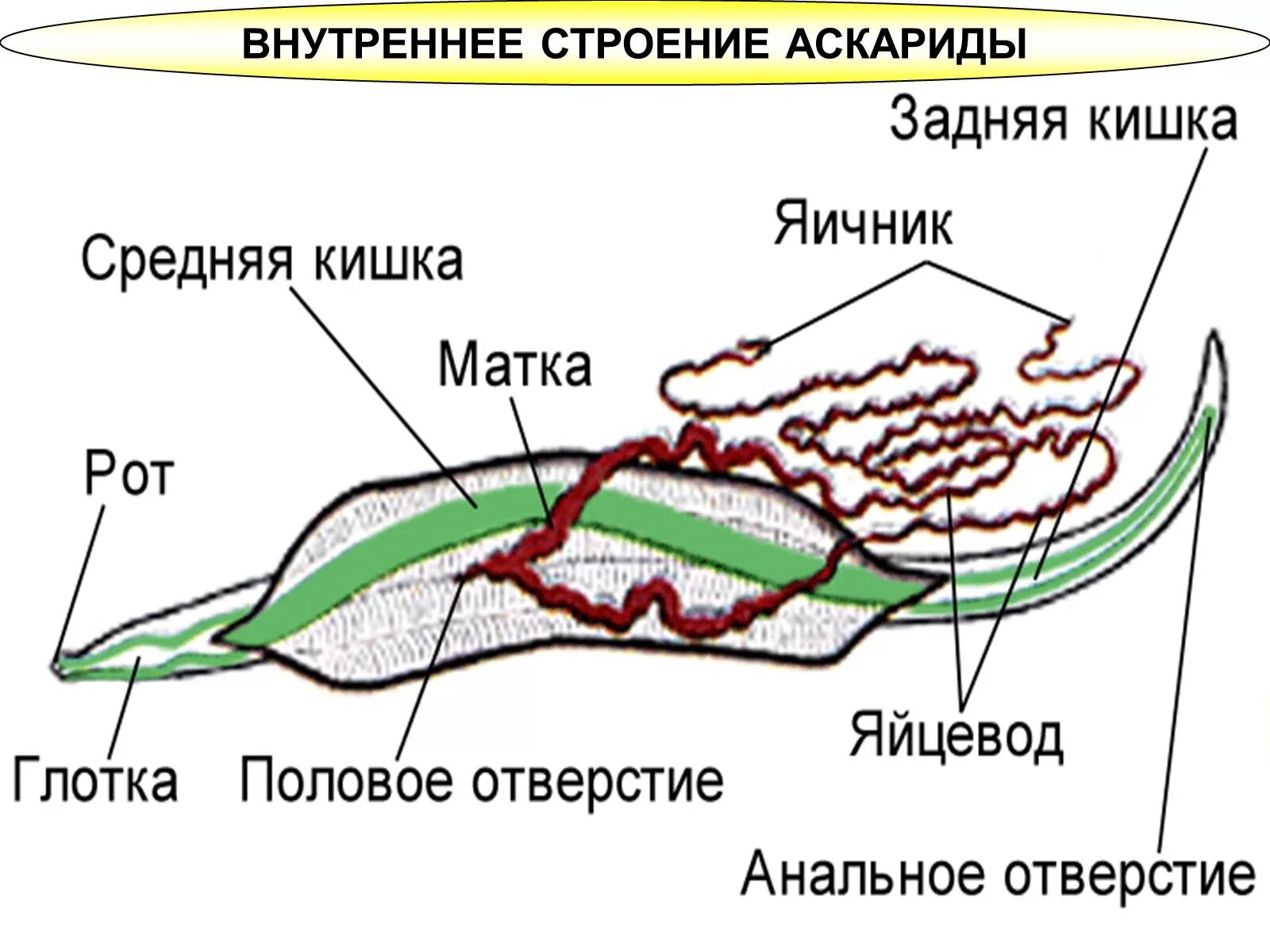 Строение внутренних паразитов. Пищеварительная система круглых червей 7 класс. Тип круглые черви строение. Пищеварительная система круглого червя. Пищеварительная система аскариды человеческой.