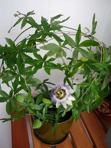 Buy passion fruit seedlings in Kiev. Indoor passion fruit