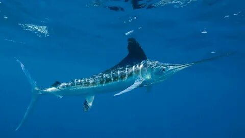 Marlin марлин