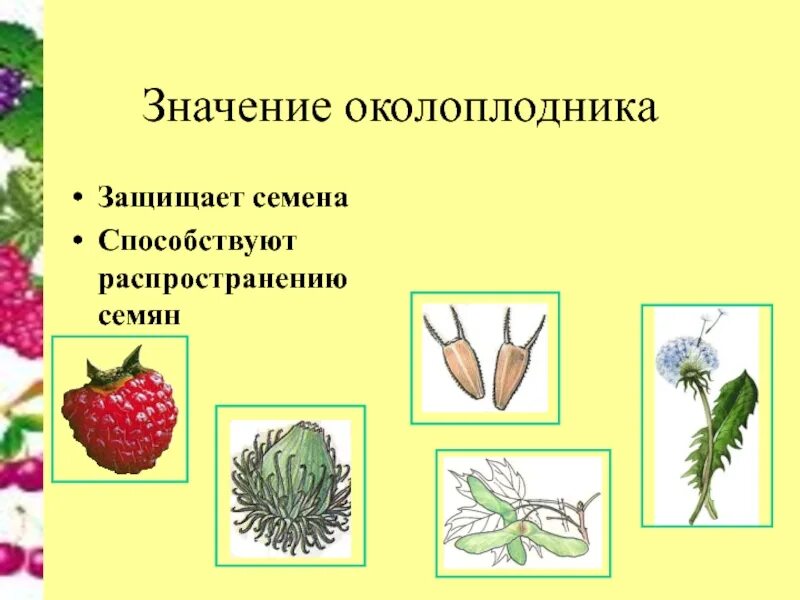 Семена защищены околоплодником у голосеменных или покрытосеменных. Рябина распространение семян. Семена защищены околоплодником Голосеменные или Покрытосеменные. Значение семян. Семена не защищены околоплодником.