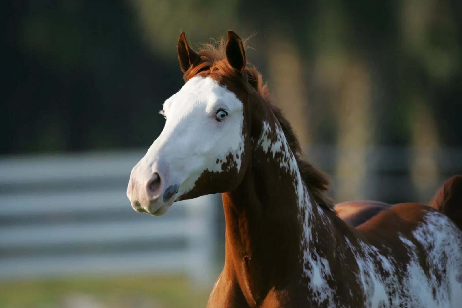 Рацион жеребцов производителей чистокровной верховой породы. Конь на финише. Запах лошади. Лошадь в очках фото. Лошадь ели живая.