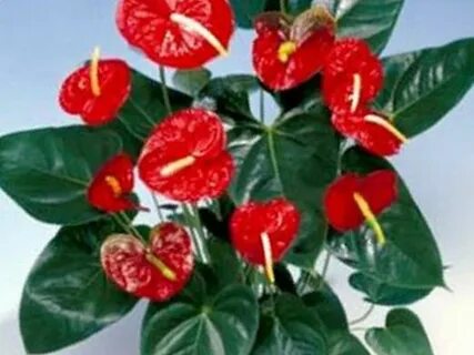 Какой цветок женский а какой мужской