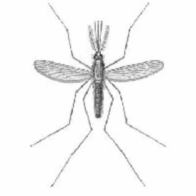 Имаго Anopheles. Комар малярийный и обыкновенный. Немалярийный комар Имаго. Комаров Anopheles. Комар членистоногие двукрылые