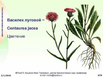 Василек разбор