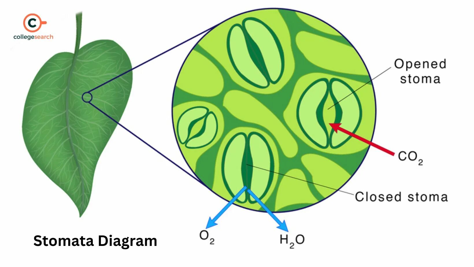 Функция устьица у растений впр. Stomata. строение устьица. устьица листа под микроскопом. устьица у листьев растений.