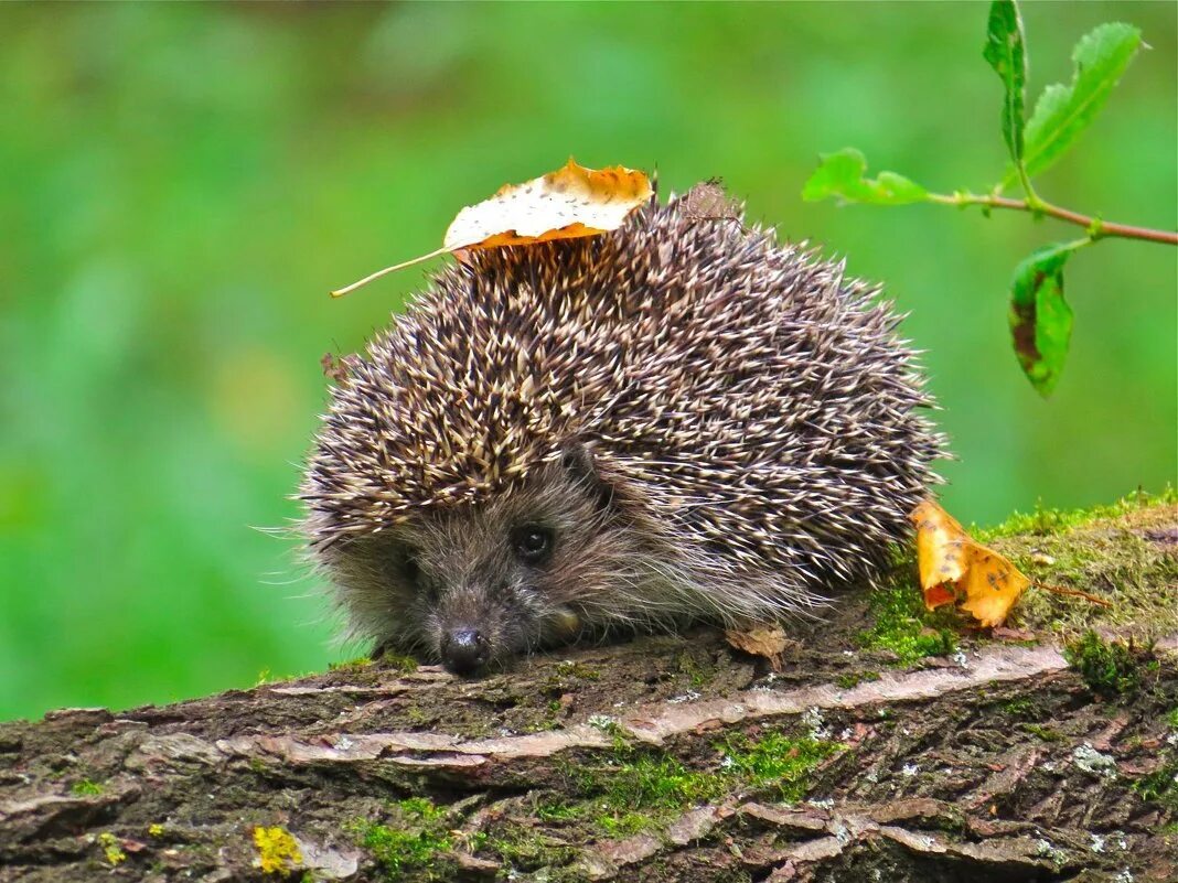 Лесной еж. Найти ежика лесу. Поляна с ежами. Индокитайский еж. Лесной еж.