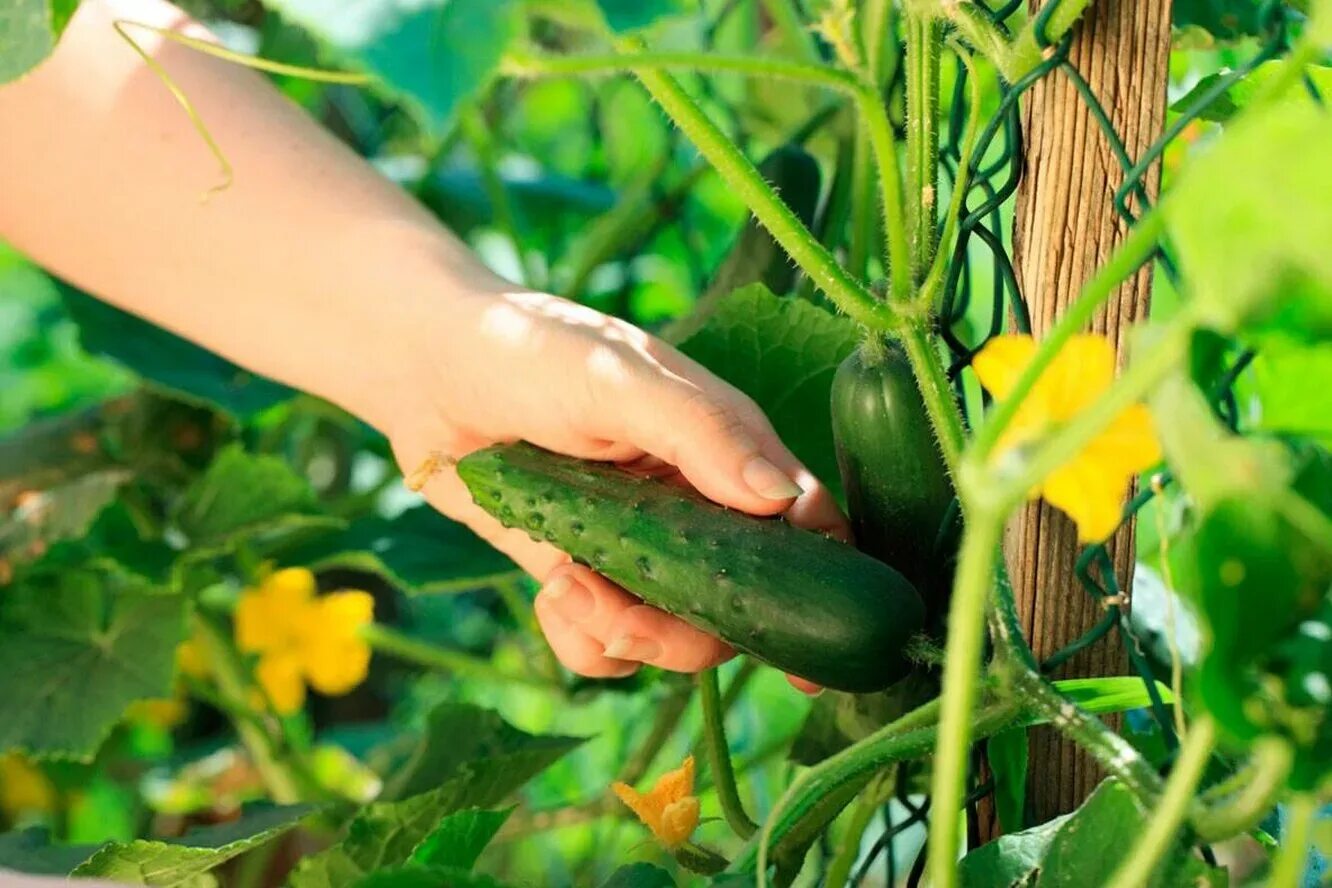 Сад огурцов. Огурцы в огороде. Гектор огурец куст. Сад огурцов. Огурцы.