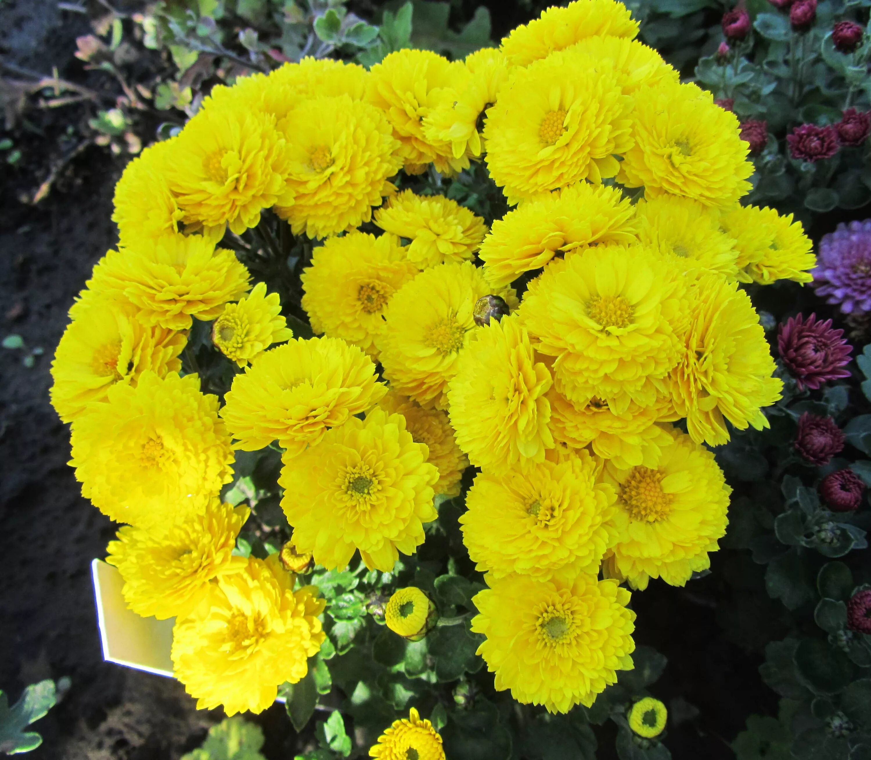 Хризантема мультифлора branroyal yellow. Хризантема мультифлора желтая. Хризантема брандюн мультифлора. Хризантема мультифлора голден файер. Хризантема мультифлора cruise yellow.