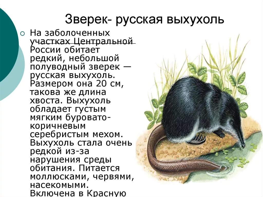 Русская Выхухоль Фото И Описание Красная Книга - Mixyfotos.ru
