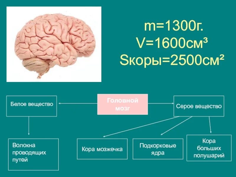 Серое и белое вещество коры больших полушарий. Серое вещество головного мозга. Серое и белое вещество головного мозга. Конечный мозг серое и белое вещество. Функции серого вещества головного мозга