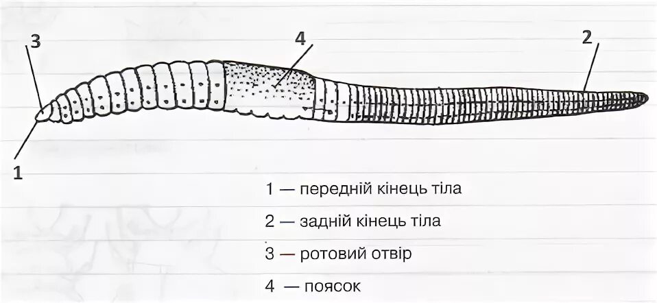 Дождевой червь сегменты тела. Дождевой червь сегменты тела. Внешнее строение дождевого червя рисунок. Внешнее строение дождевого червя рисунок. Внешнее строение тела дождевого червя.