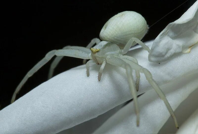 File:White lady spider namibia.jpg - Wikipedia