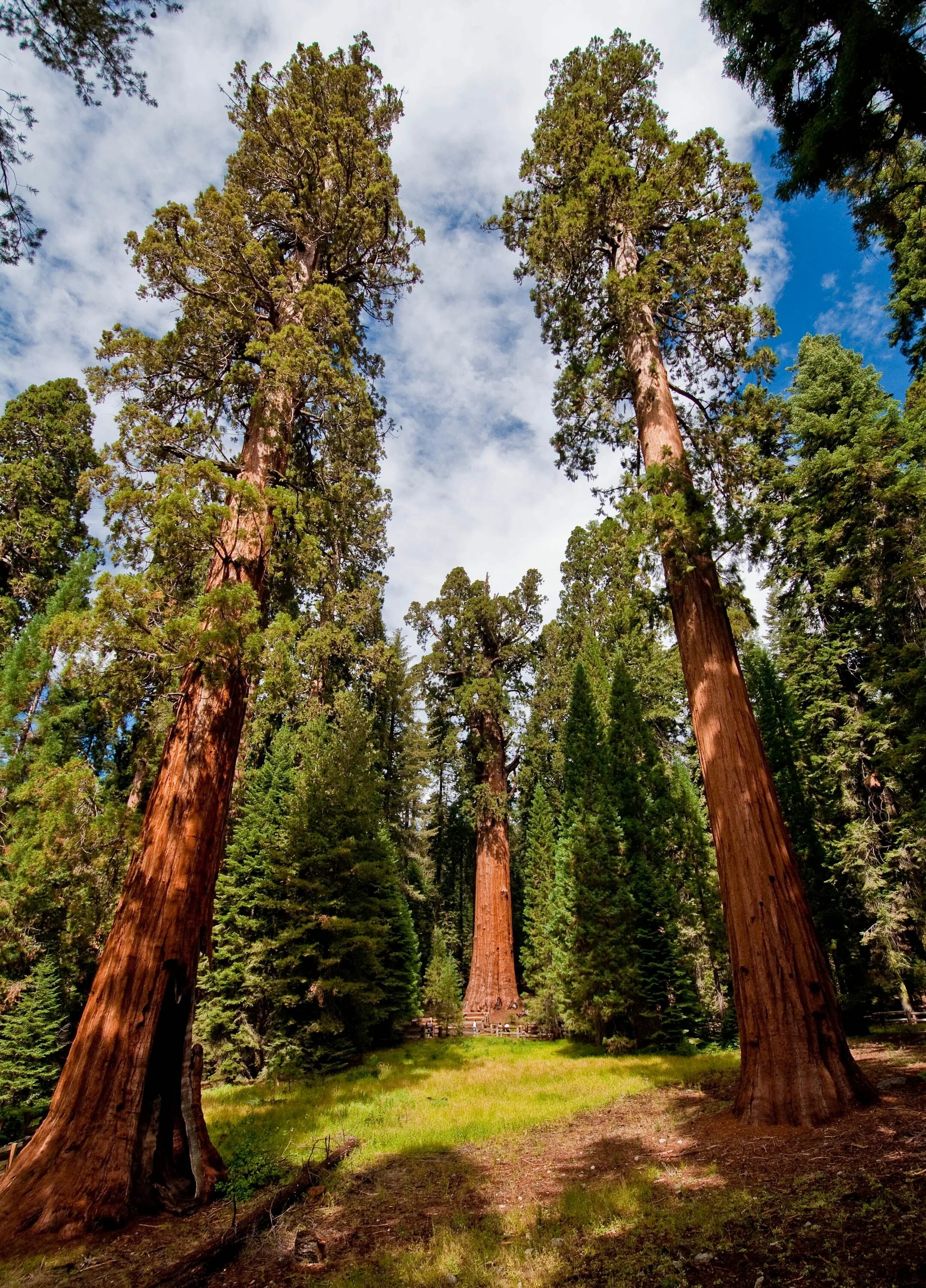 Sequoia park