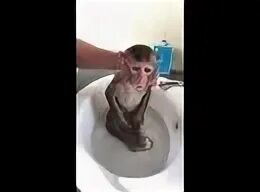 Купание обезьяны в теплой воде рингтон. Купание обезьян в холодной воде группа харламова.