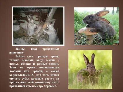 Листопаднички интересные факты