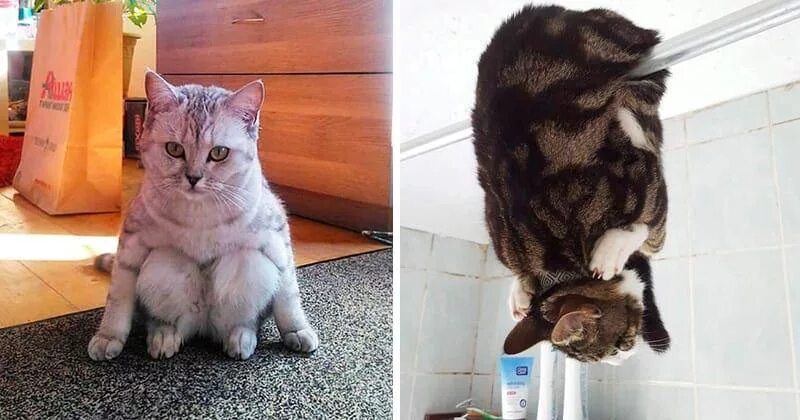 Котик сходит с ума. Кот ыыыы. Кот сошел с ума мем. Мейн кун кефир. Котик сходит с ума.