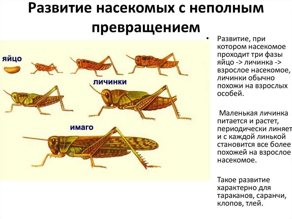 Цикл развития насекомых с неполным превращением. Развитие кузнечика с неполным превращением. Фазы развития насекомых с неполным превращением. Стадии жизненного цикла насекомых с полным превращением. Для прямокрылых характерны