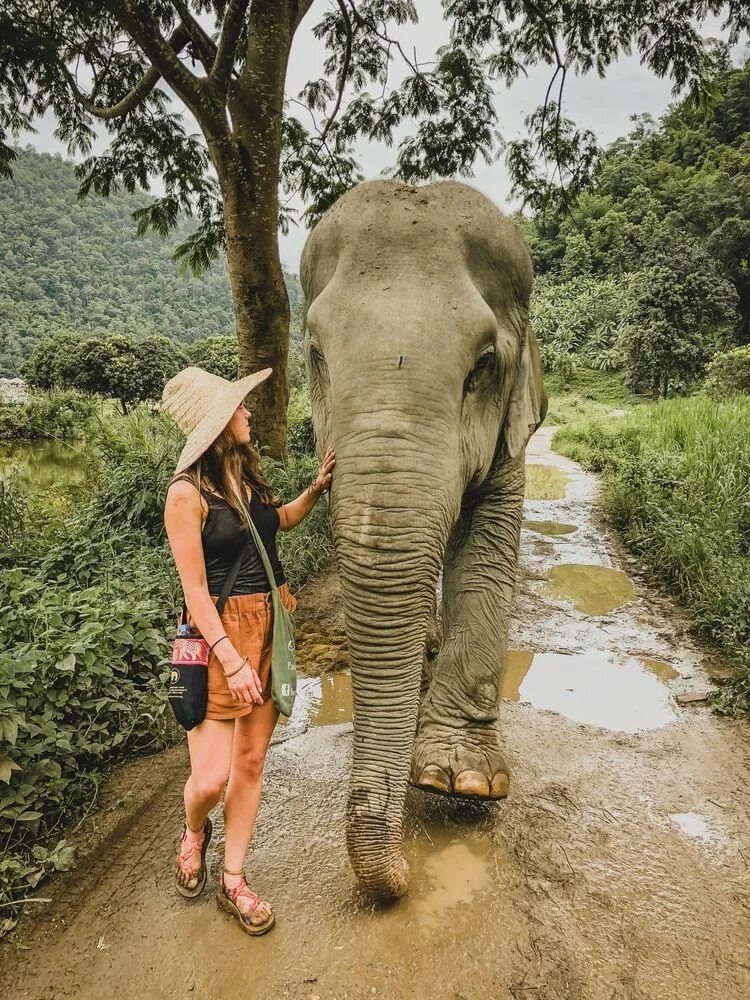 Elephant пхукет. Таиландский слон. Тайланд экскурсия на слоне. Таиланд Слоновий парк. Пхукет слоники.